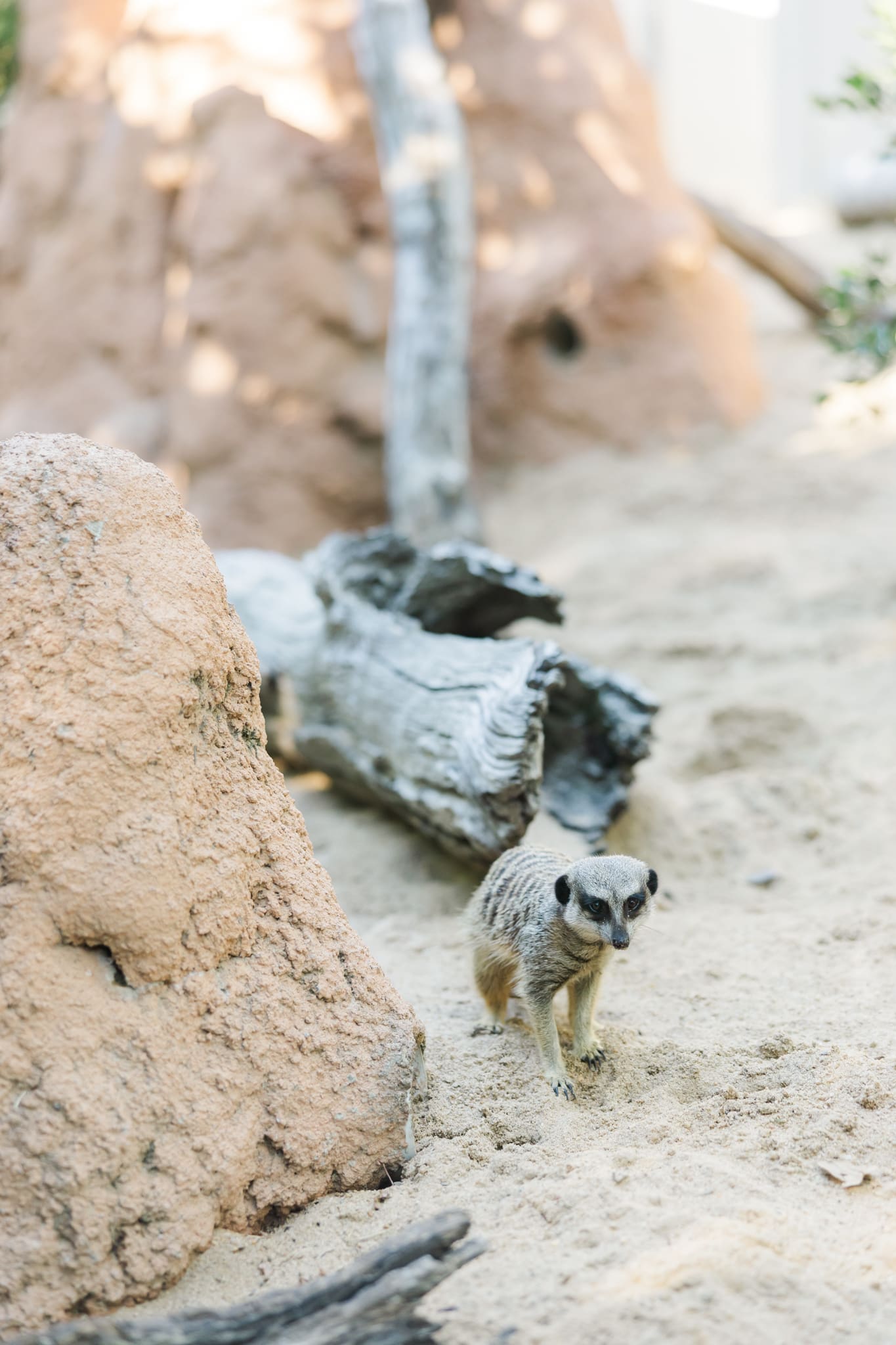 Meercat in the sand