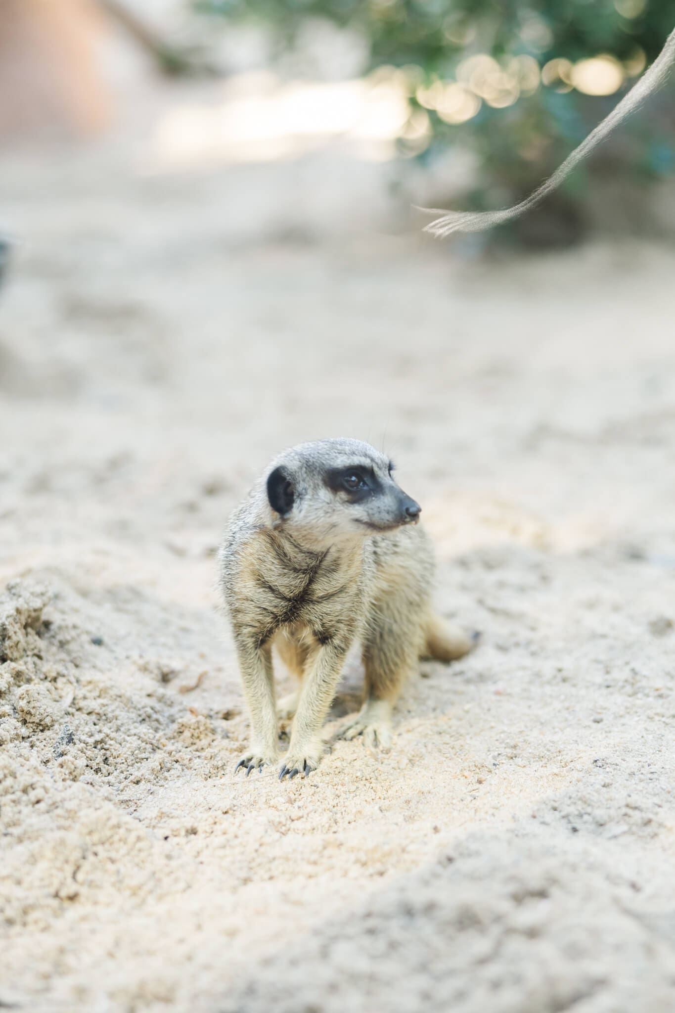 Meercat in the sand
