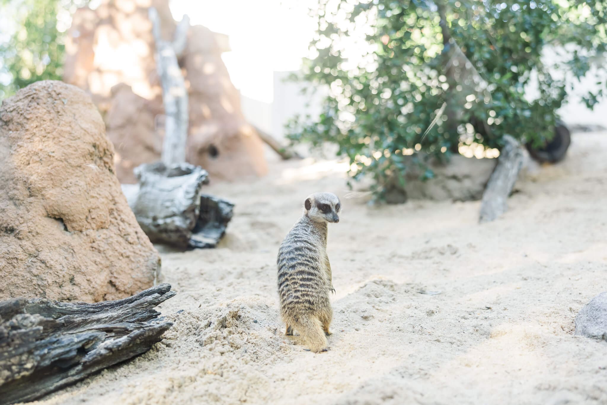 Meercat in the sand