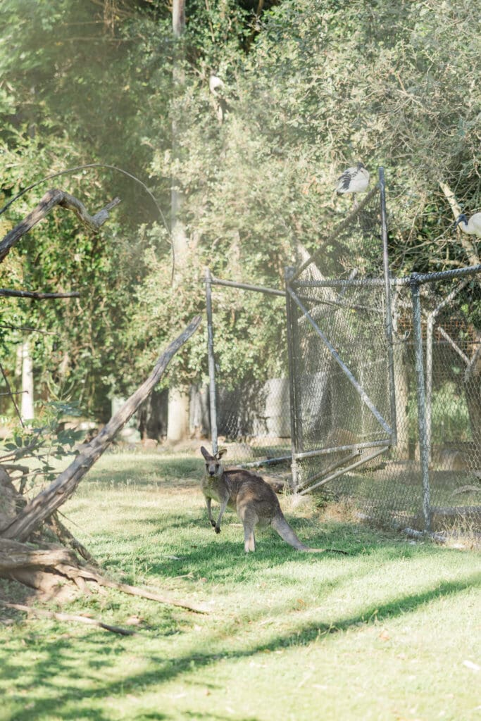 A kangaroo standing on green grass