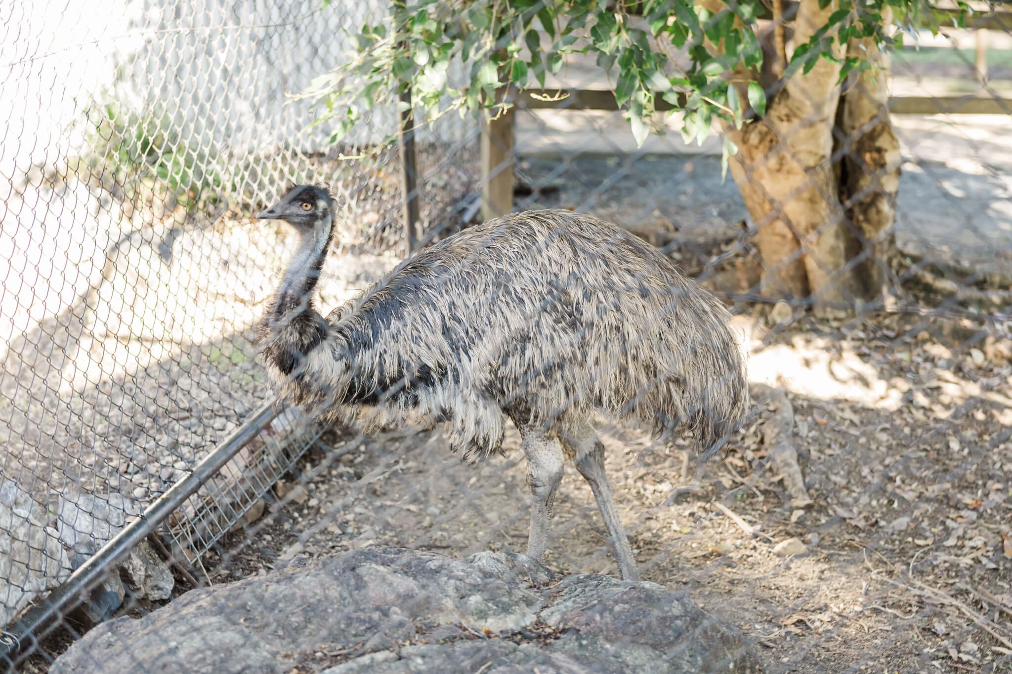 Australian native bird, the emu.