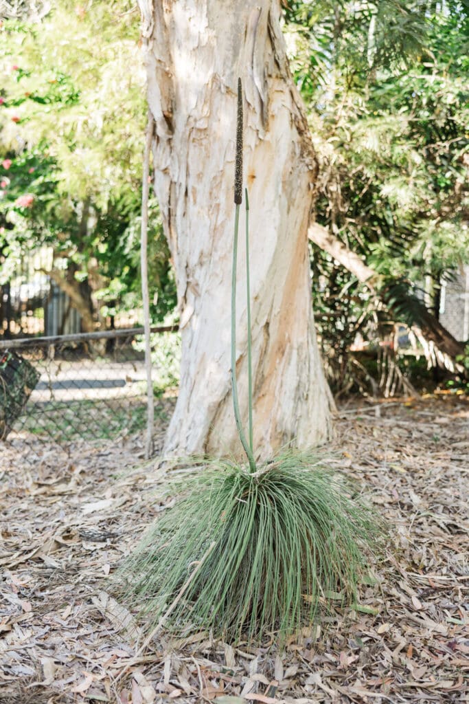 Xanthorrhoea australis or grass tree