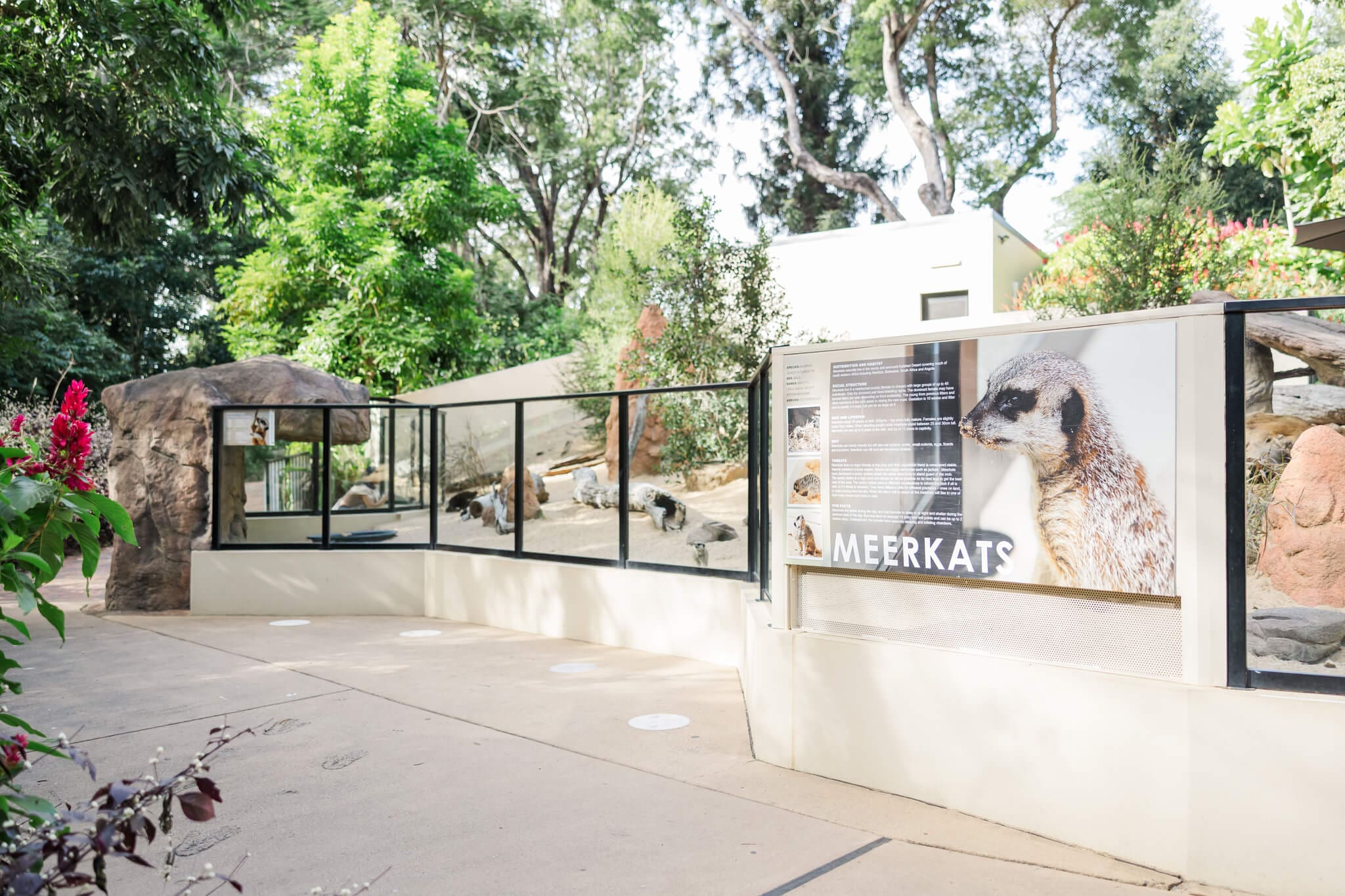 Rockhampton Zoo meerkat enclosure