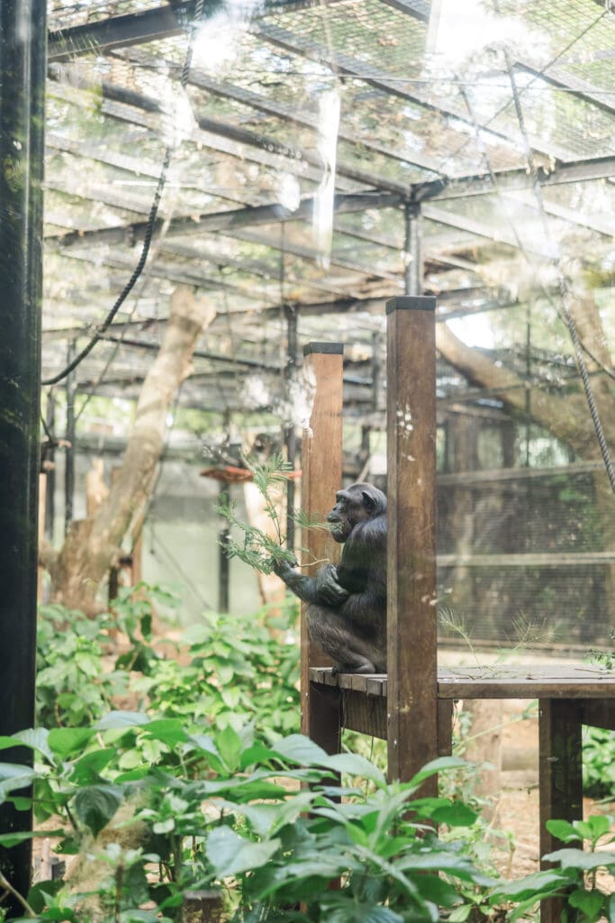 Chimpanzee enclosure at the Rockhampton Zoo.
