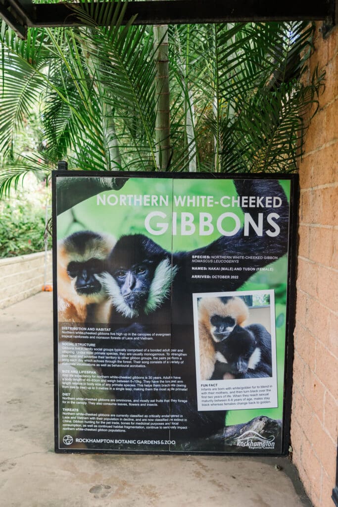 Gibbons information sign at the Rockhampton Zoo.