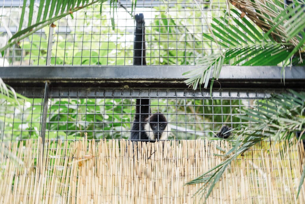 Northern white-cheeked gibbon.