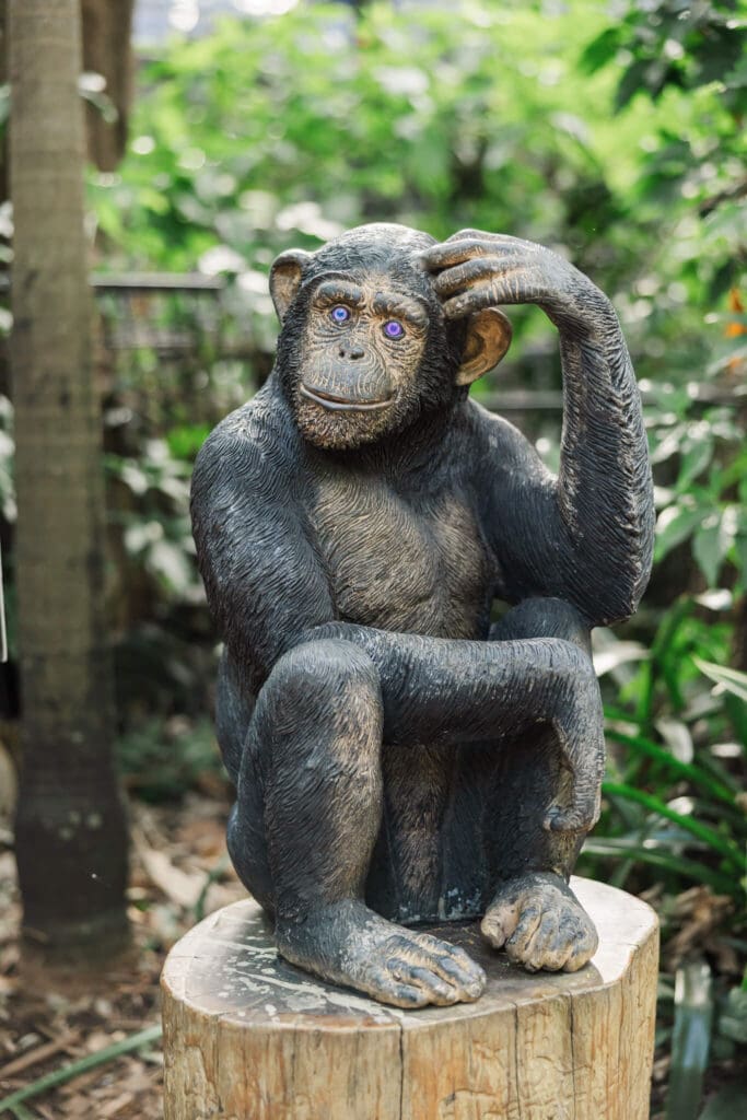 Chimpanzee statue.