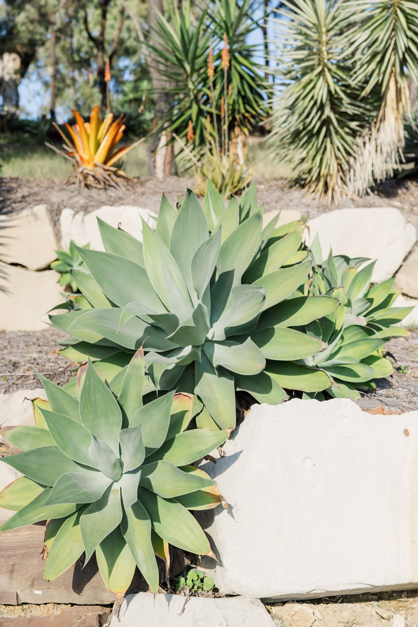 Cactus plants growing from the side of the hill at a wedding venue near Yeppoon, Queensland.