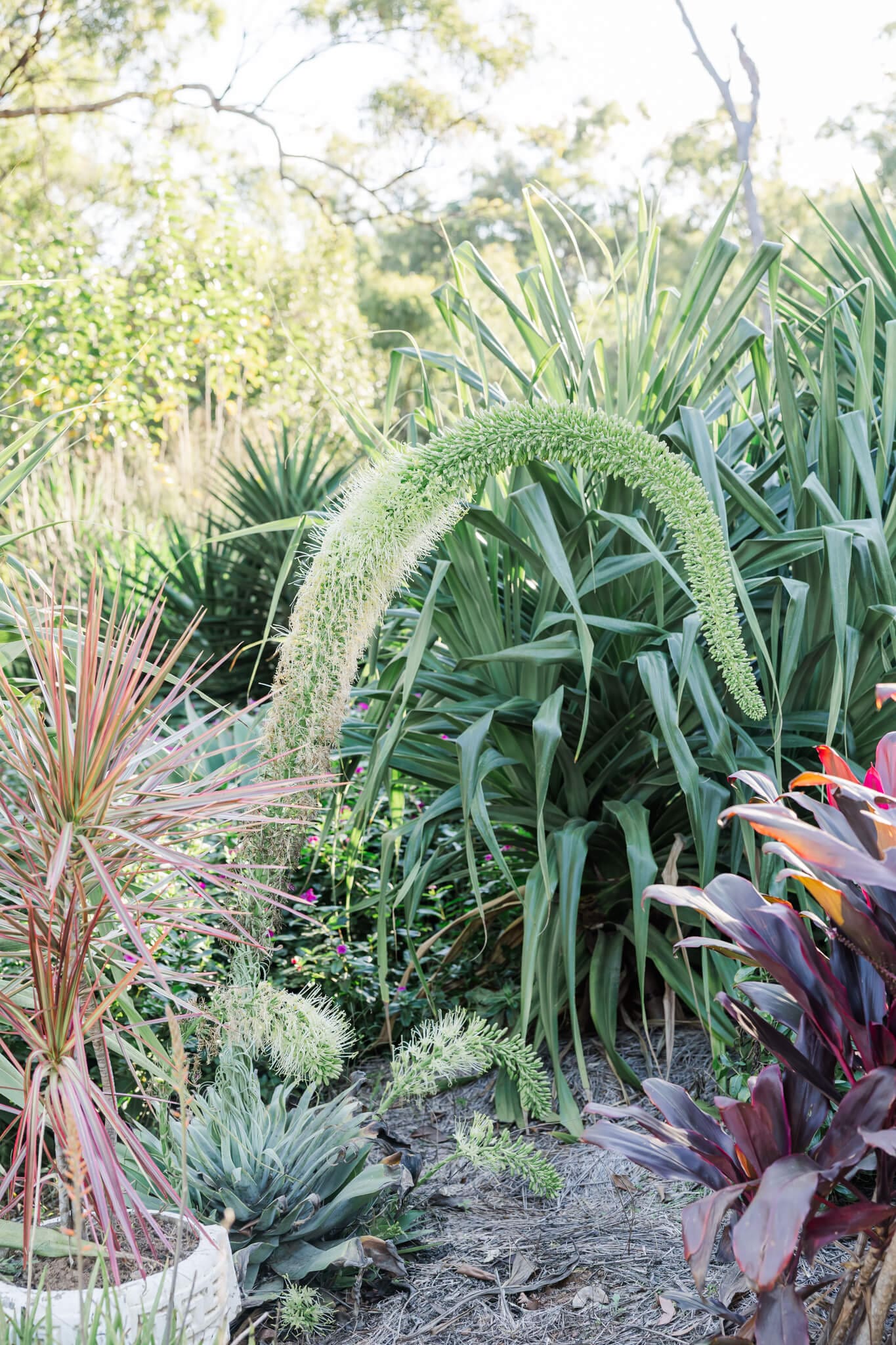 Greenery outside the local wedding venue near Emu Park, Queensland