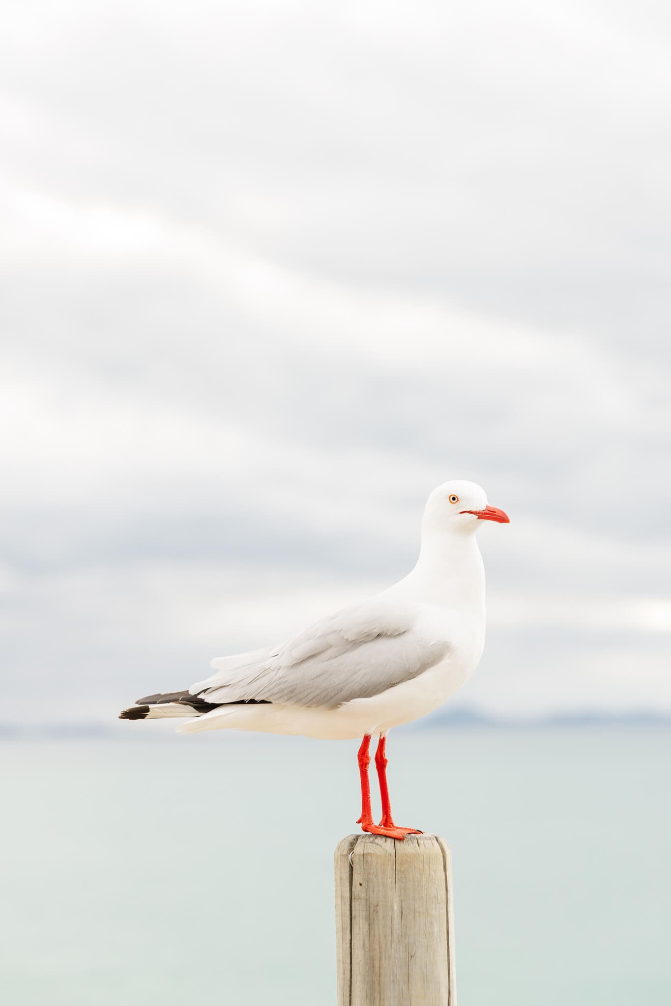 Seagull stands on a post on Great Keppel Island.