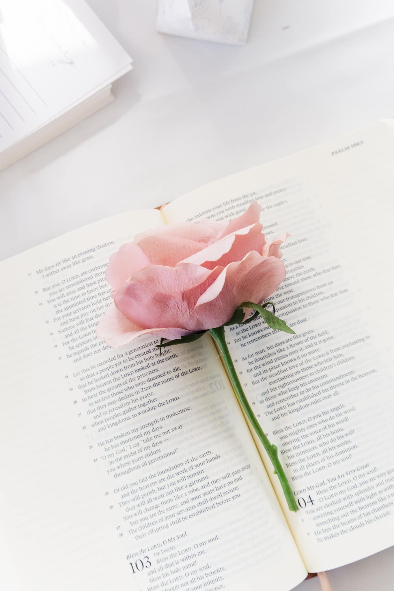 A pink rose sitting in the middle of an open bible.