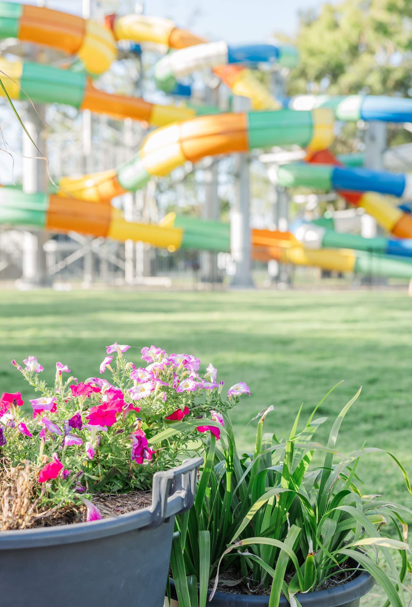 Colourful gardens with a huge water slide in the background.